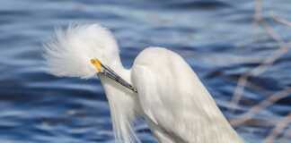a beautiful snowy egret perched on a rock