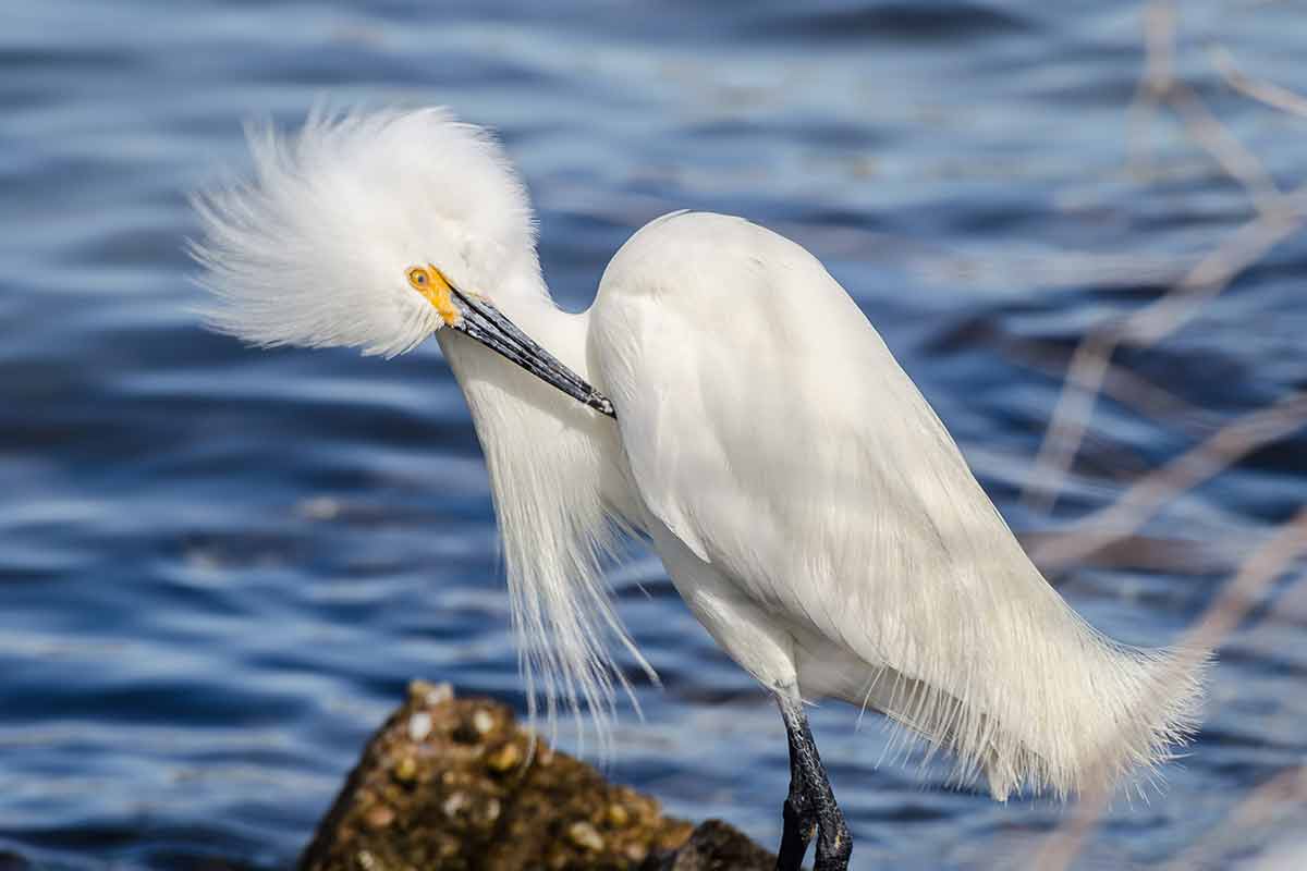 a beautiful snowy egret perched on a rock