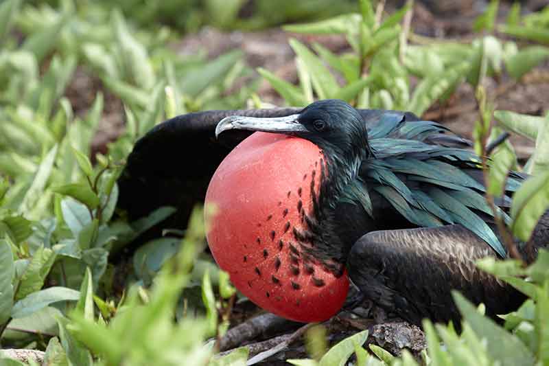 Galapagos Islands Animals frigate bird