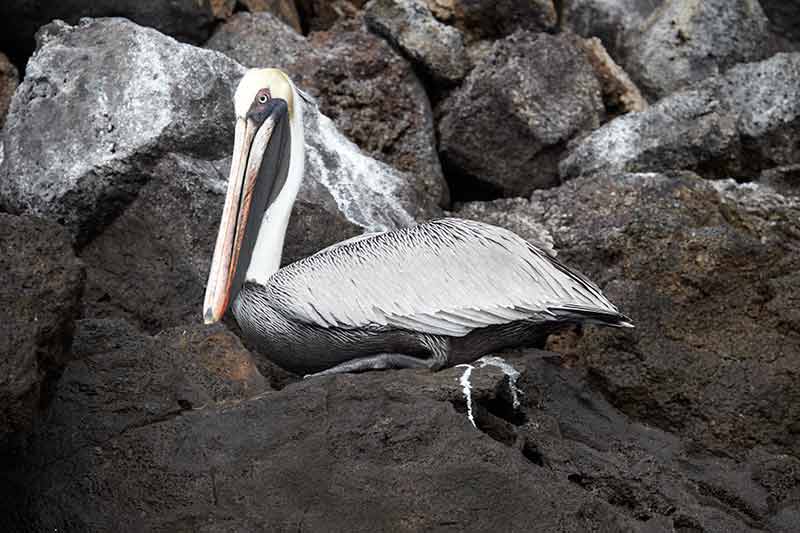 Galapagos Islands Birds Brown Pelican