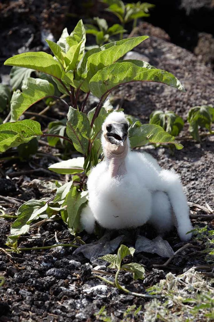 Galapagos Islands baby bird