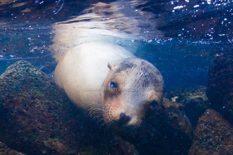 Galapagos Islands itinerary sea lion