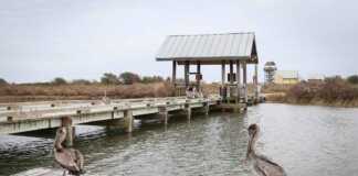 Brown pelicans on a jetty at Grand Isle State Park Louisiana