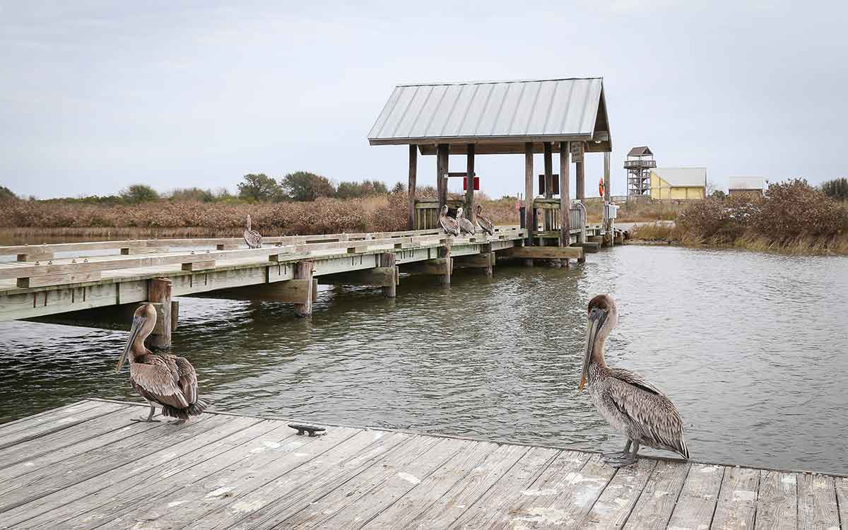 Brown pelicans on a jetty at Grand Isle State Park Louisiana