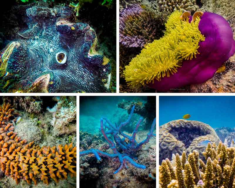 Green Island Ecotourism giant clam sea cucumber corals