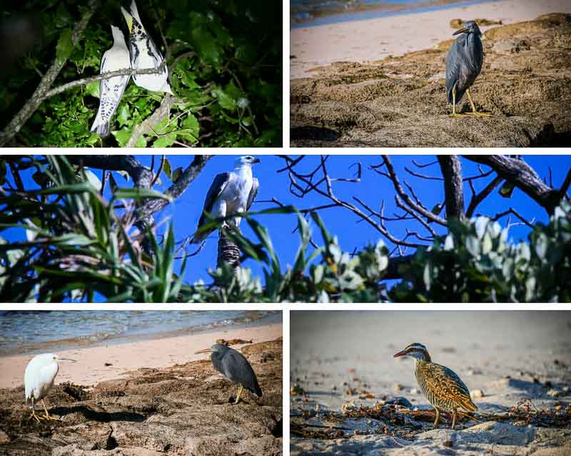 Green Island Ecotourism fauna birdlife