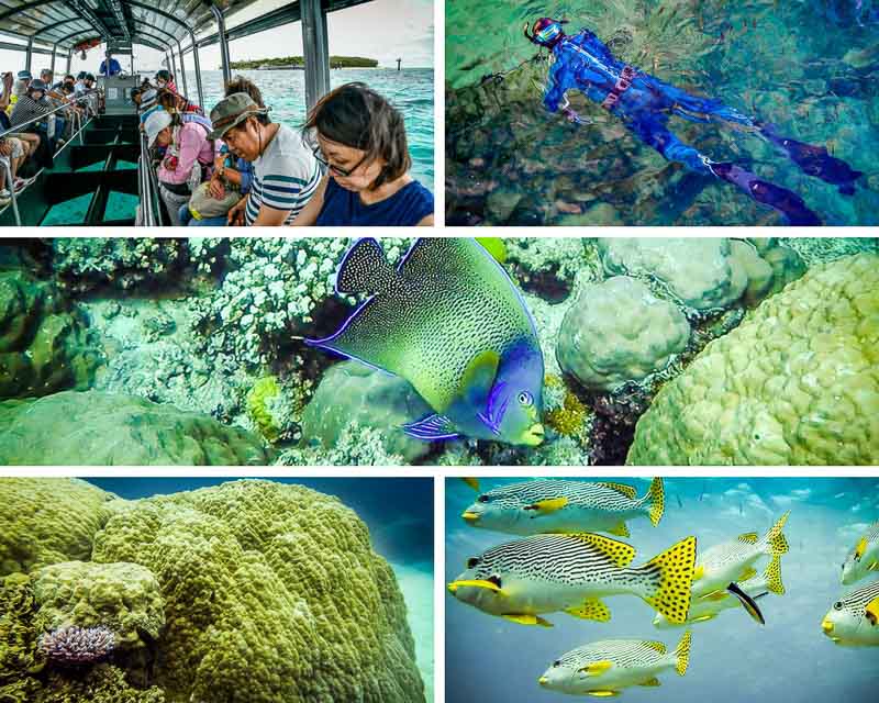 Green Island Ecotourism snorkel glass bottom boat coral reef fish