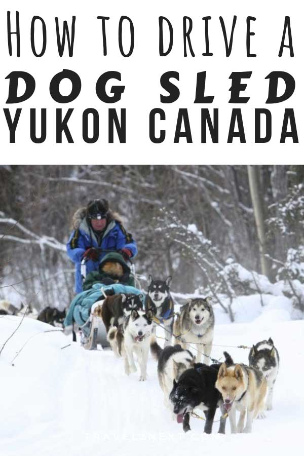 How to drive a dog sled in the Yukon 