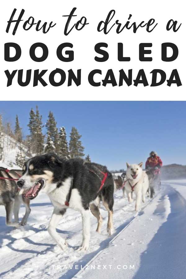 How to drive a dog sled in the Yukon