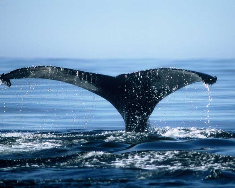 Humpback Whale Tail at Wickininnish Inn