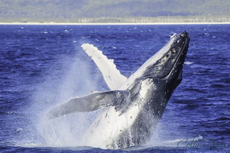 Humpback Whale at Hervey Bay. Photo: Colin Davis Photography. 