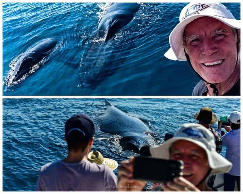Humpback whale Hervey Bay selfie