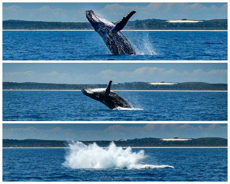 Humpback whale breaching Hervey Bay