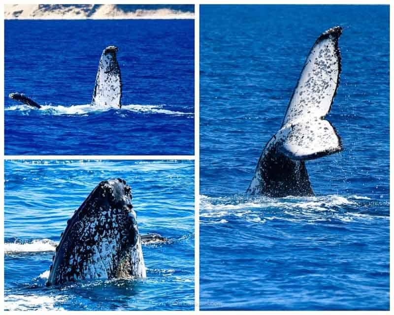 Humpback whale migration behaviors Hervey Bay