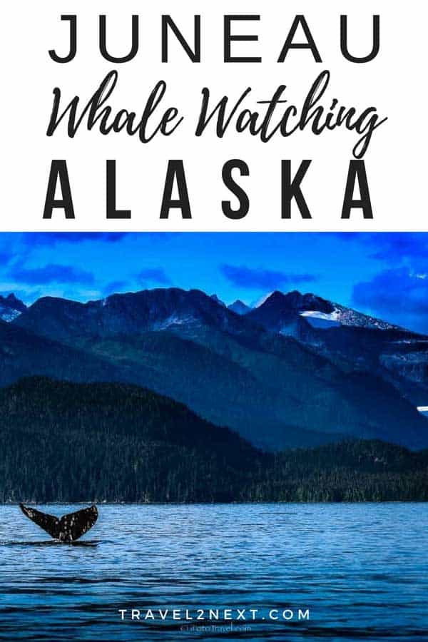 Juneau Whale Watching Cruise in Alaska 