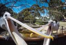 Meet The Wildlife Of Kangaroo Island Up Close KI WIldlife Park pelicans, Bird Show