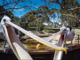 KI WIldlife Park pelicans, Bird Show