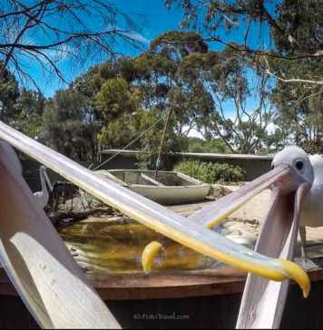 KI WIldlife Park pelicans, Bird Show