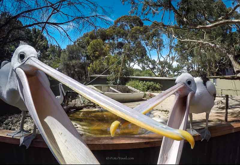 Amazing Animal Encounters At Kangaroo Island Wildlife Park