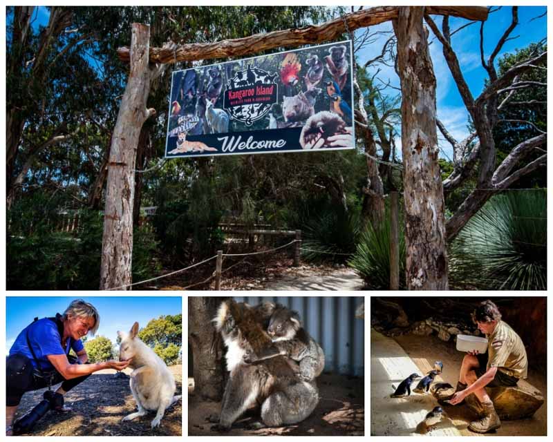 KI Wildlife Park albino wallaby, baby koala, penguin feeding, wildlife experience
