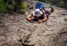 The Kangaroo Island Hike Every Nature Lover Should Experience Kangaroo Island Wilderness Trail. Day 1 Rosenberg goanna on the trail