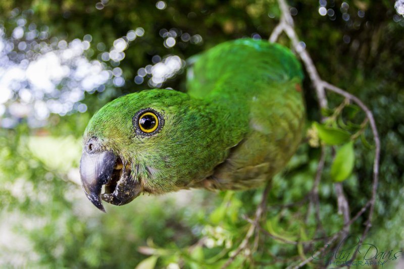 King Parrot at O'Reillys Rainforest Retreat. 