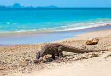 Reasons to Visit Komodo Island From Dragons And Pink Beaches To Epic Wildlife Adventures Komodo dragon island