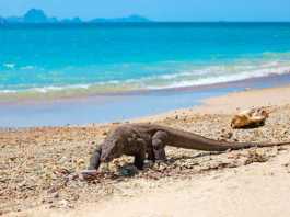 Komodo dragon island