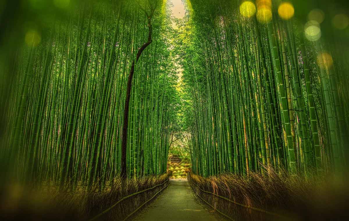 Bamboo Grove Kyoto Itinerary