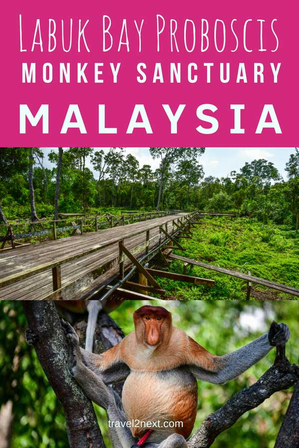 Labuk Bay Proboscis Monkey Sanctuary