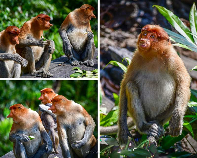 Labuk Bay Proboscis Monkey Sanctuary adults feeding at Platform A