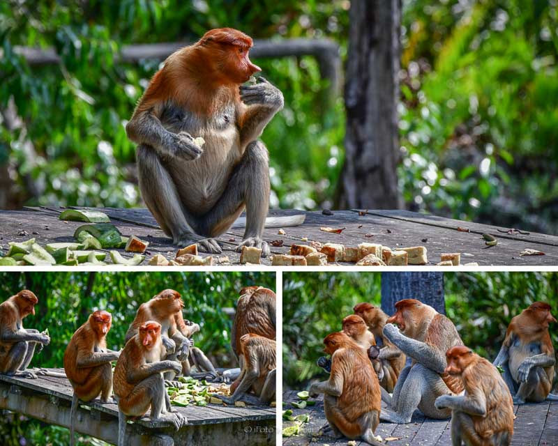 Labuk Bay Proboscis Monkey Sanctuary feeding at Platform A