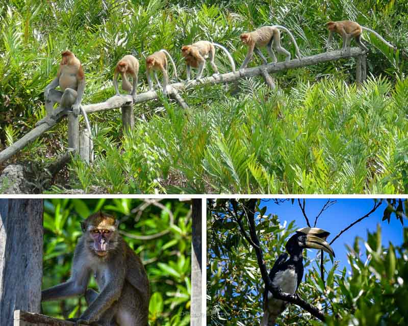 Labuk Bay Proboscis Monkey Sanctuary forest inhabitants