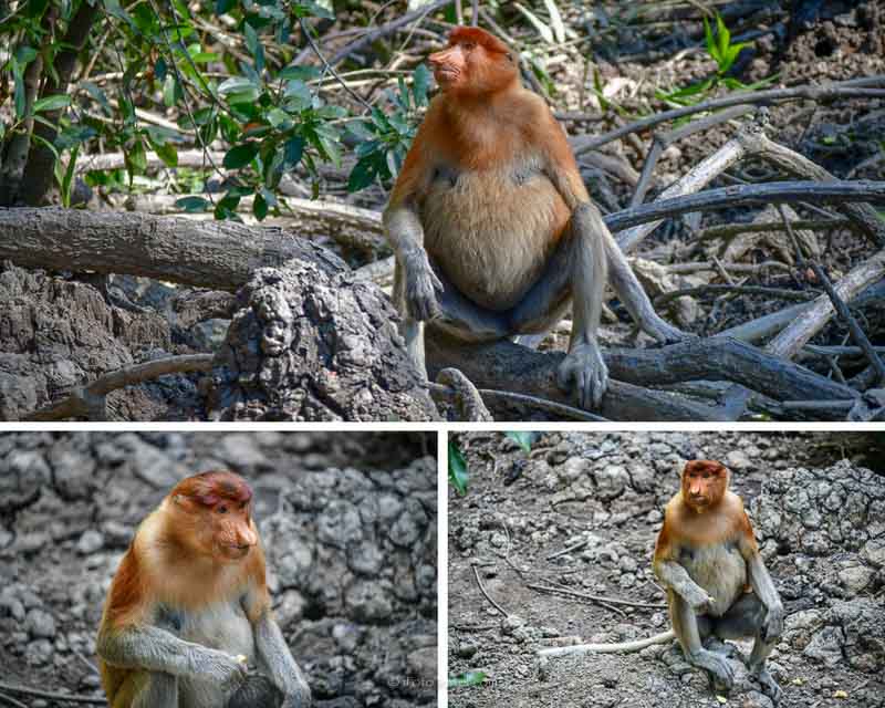 Labuk Bay Proboscis Monkey in the mangroves
