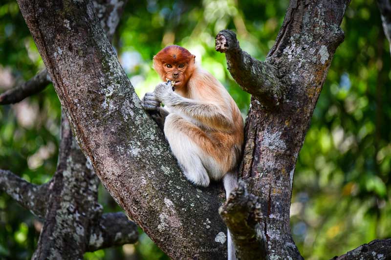 Labuk Bay proboscis baby monkey 