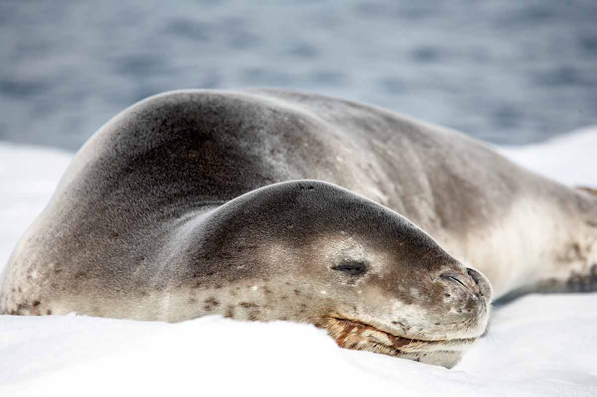Leopard seal sleeping