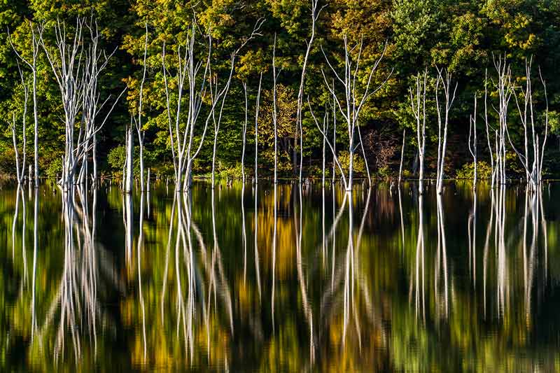 trees reflected in the water in fall