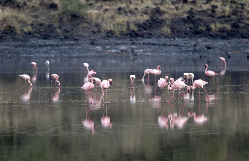 Great Rift Valley Kenya - Flamingos at Lake Natron