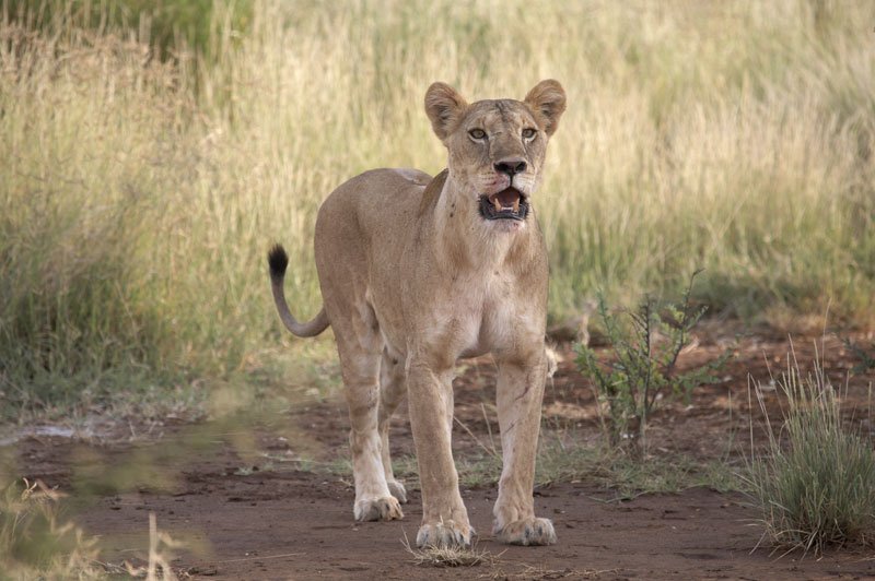 Great Rift Valley Kenya - Lion in the wild