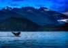 The Juneau Whale Watching Experience You’ll Never Forget juneau alaska whale watching