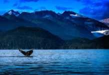 The Juneau Whale Watching Experience You’ll Never Forget juneau alaska whale watching