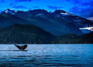 The Juneau Whale Watching Experience You’ll Never Forget juneau alaska whale watching