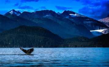 The Juneau Whale Watching Experience You’ll Never Forget juneau alaska whale watching