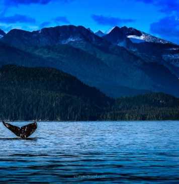 The Juneau Whale Watching Experience You’ll Never Forget juneau alaska whale watching
