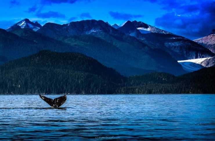The Juneau Whale Watching Experience You’ll Never Forget juneau alaska whale watching