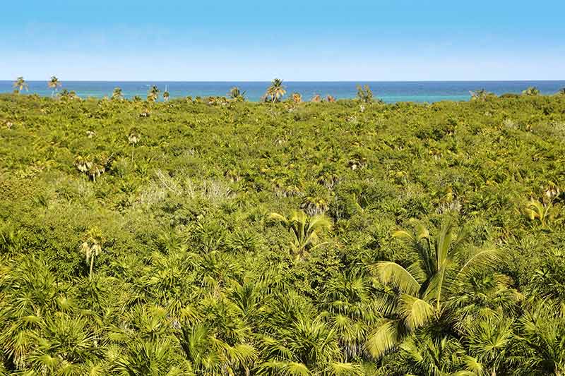 Mexico national parks (tropical palm tree jungle sian kaan tulum)