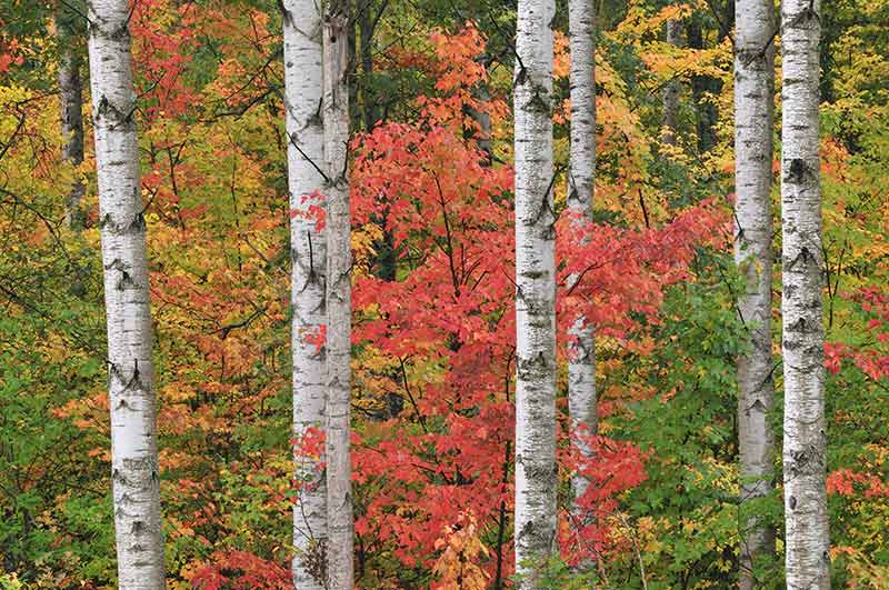 Michigan state parks Hartwick Pines