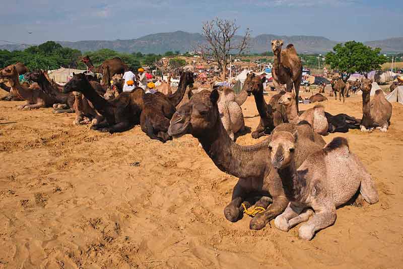Mountains in India Pushkar Mela Pushkar camels on the sand
