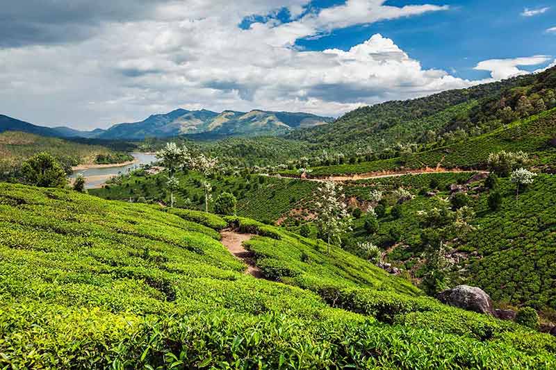 Mountains in India tea plantations