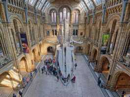 Natural History Museum In London, UK